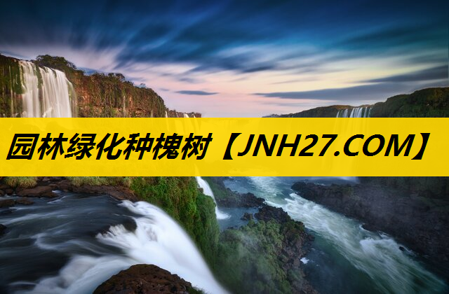 园林绿化种槐树