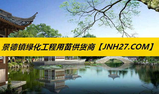 景德镇绿化工程用苗供货商